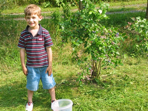 blueberries each summer smaller July is blueberry picking month (and wild raspberries too!).